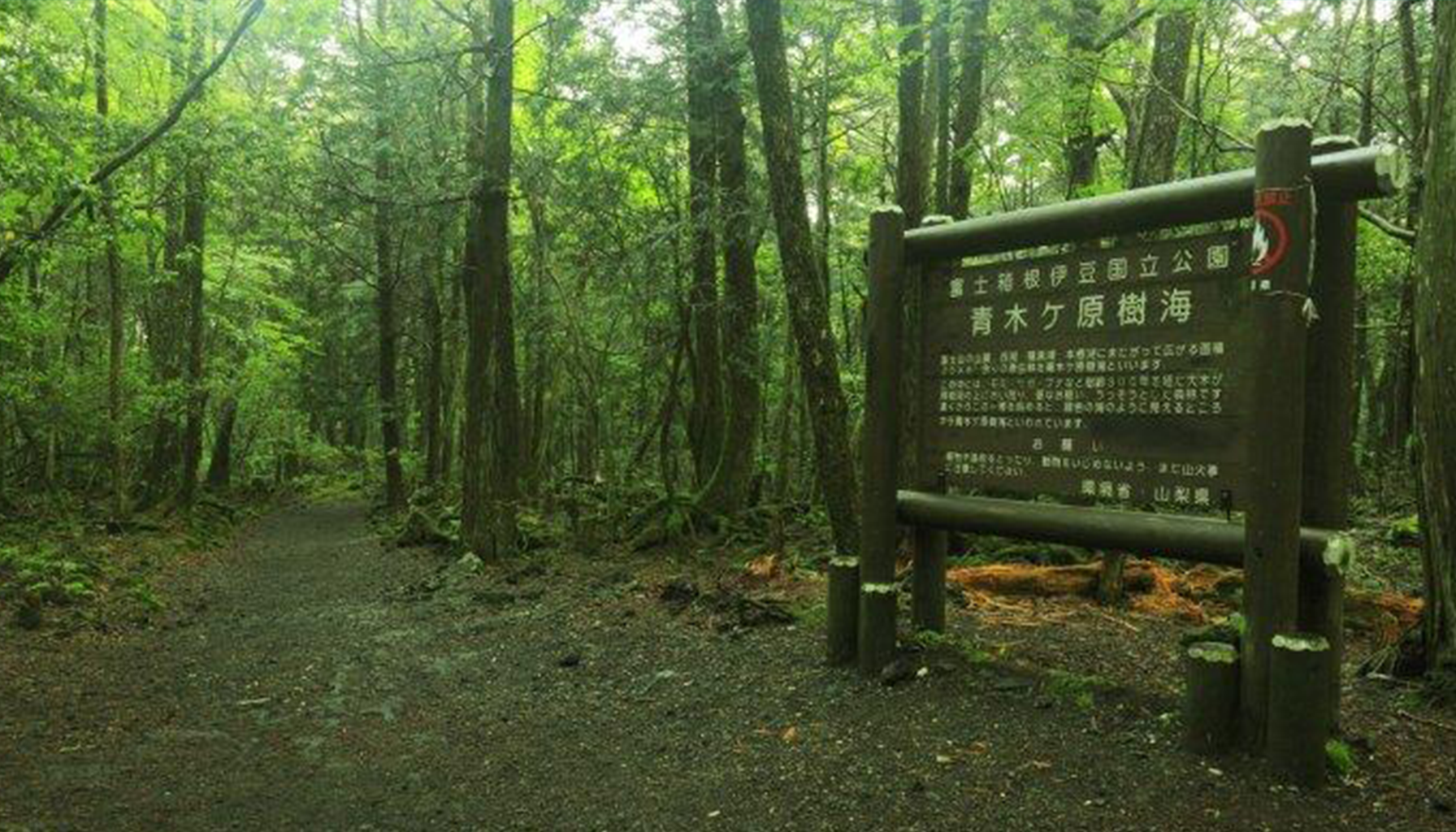 Hutan Pinus Aokigahara Jepang