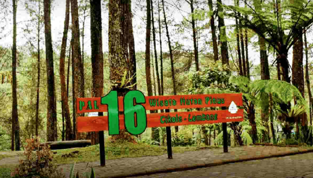 Hutan Pinus Pal 16 Lembang
