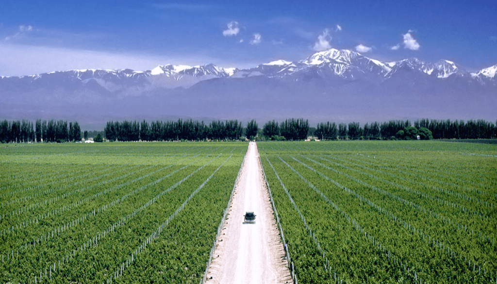 pesona ladang anggur Mendoza, Argentina