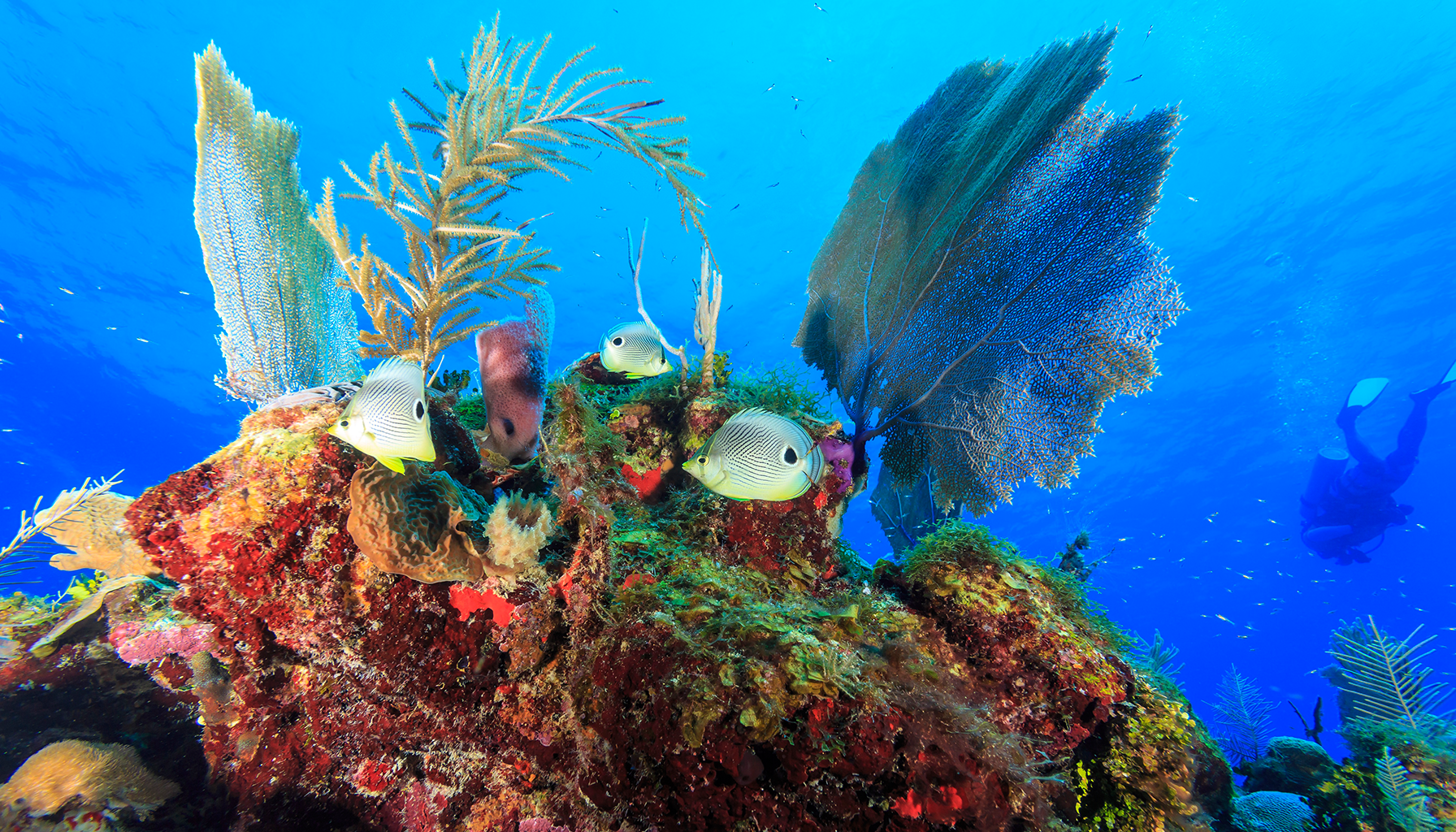 pulau karang terindah belize barrier reef