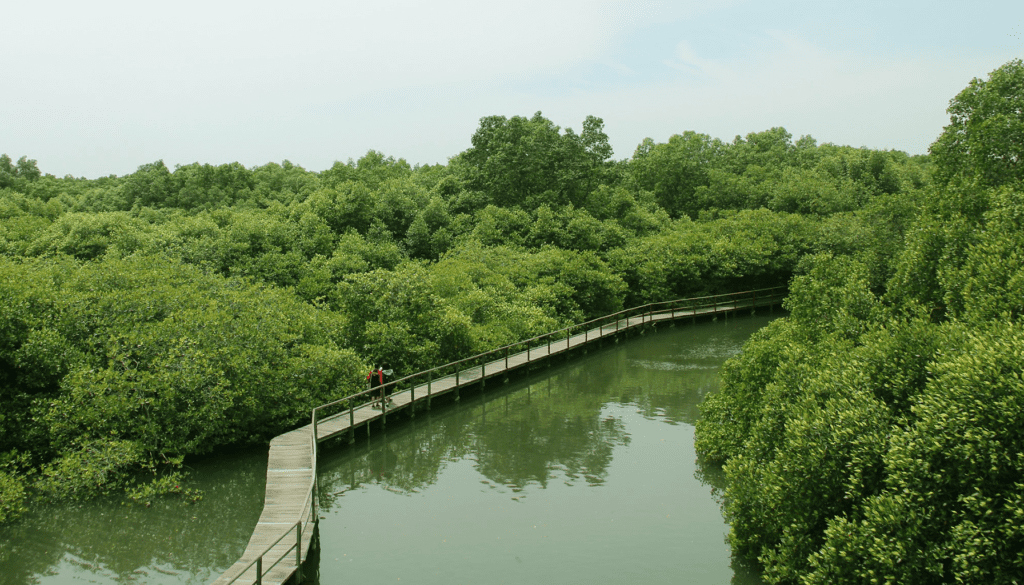 hutan bakau